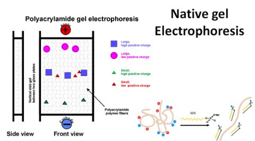 Native Gel Electrophoresis. Native Electrophoresis. Электрофорез в полиакриламидном геле. Electrophoresis of Proteins principle.