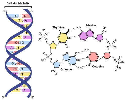 ANG_dna_structure.ar.x512