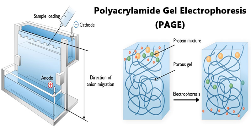 Polyacrylamid-Gel-Electrophoresis-PAGE