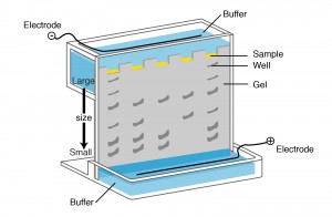 electroforiesis