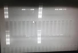 faint DNA bands