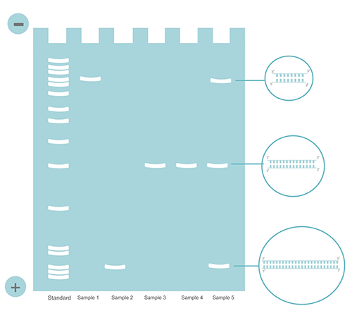 migration-of-agarose-gel-electrophoresis
