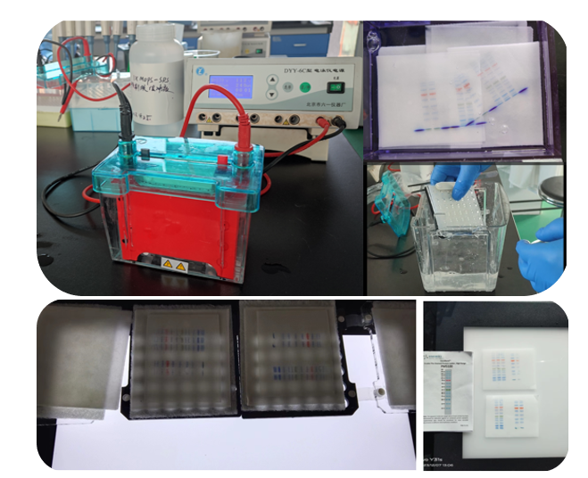 trans-blot-3